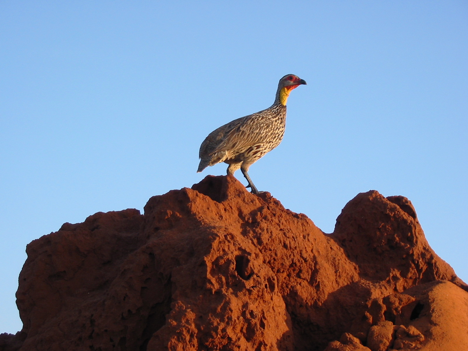 bird on mound