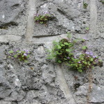 plants growing in rock wall