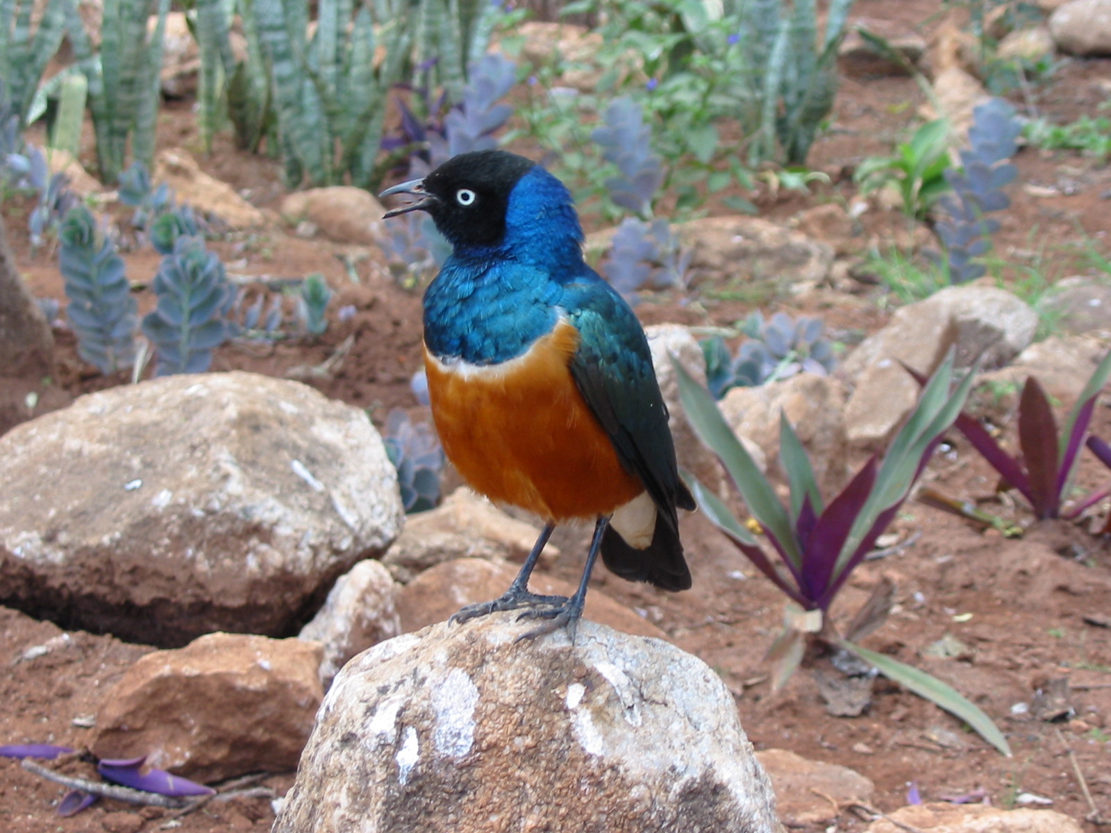 colorful bird Kenya