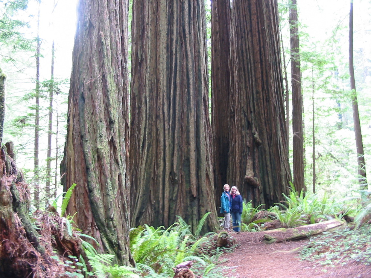 redwoods friends